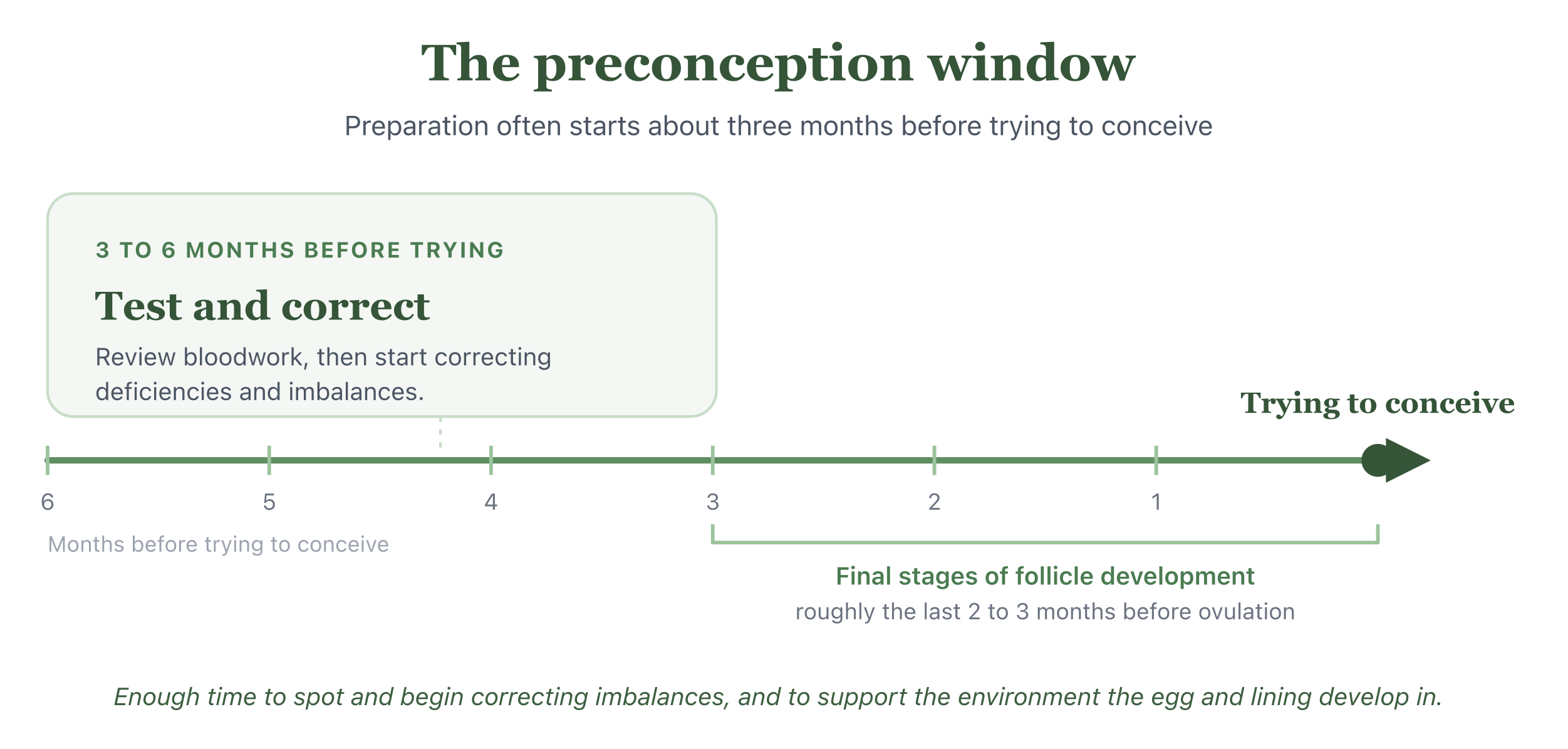 Horizontal timeline of the preconception window. Preparation often starts about three to six months before trying to conceive: review bloodwork and start correcting deficiencies and imbalances (test and correct). The line flows into trying to conceive on the right, with a secondary marker noting the final stages of follicle development happen over roughly the last two to three months before ovulation.
